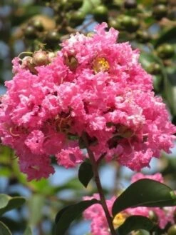 Roze Lagerstroemia Als Boom (Lagerstroemia Indica) -Green Roots Exporteren Winkel lagerstroemia indica roze 7