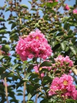 Roze Lagerstroemia Als Boom (Lagerstroemia Indica) -Green Roots Exporteren Winkel lagerstroemia indica roze 8 1
