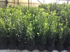 Echte Laurier (Laurus Nobilis) -Green Roots Exporteren Winkel laurus nobilis