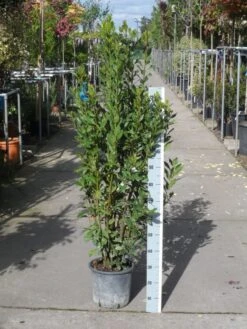 Echte Laurier (Laurus Nobilis) -Green Roots Exporteren Winkel laurus nobilis 100 125 c10