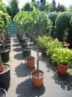 Echte Laurier Als Boom (Laurus Nobilis) -Green Roots Exporteren Winkel laurus nobilis 100stam c25