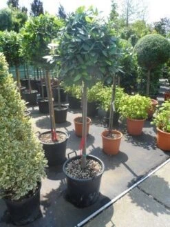 Echte Laurier Als Boom (Laurus Nobilis) -Green Roots Exporteren Winkel laurus nobilis 100stam c35