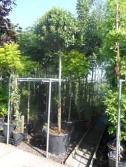 Echte Laurier Als Boom (Laurus Nobilis) -Green Roots Exporteren Winkel laurus nobilis 16 18ho cont. bol