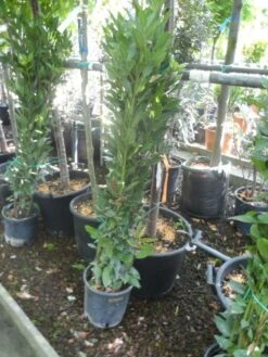 Echte Laurier Als Piramide (Laurus Nobilis) -Green Roots Exporteren Winkel laurus nobilis 80 100 c5