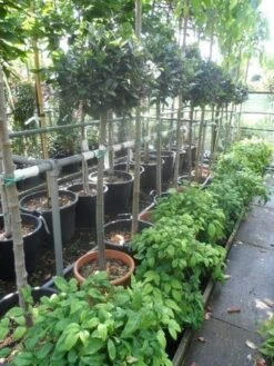 Echte Laurier Op Stam (Laurus Nobilis) -Green Roots Exporteren Winkel laurus nobilis halfstam c20 25