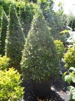 Echte Laurier Als Piramide (Laurus Nobilis) -Green Roots Exporteren Winkel laurus nobilis kegel 150 175