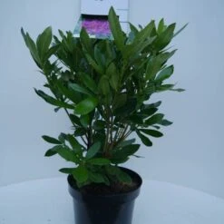 Rhododendron (Rhododendron 'Lee's Dark Purple') -Green Roots Exporteren Winkel lee s dark purple c5 voor 1
