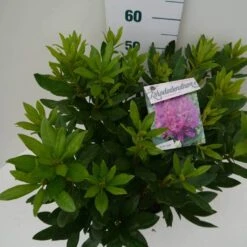 Rhododendron (Rhododendron 'Lee's Dark Purple') -Green Roots Exporteren Winkel lee s dark purple c7.5 boven 1