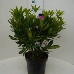 Rhododendron (Rhododendron 'Lee's Dark Purple') -Green Roots Exporteren Winkel lee s dark purple c7.5 voor
