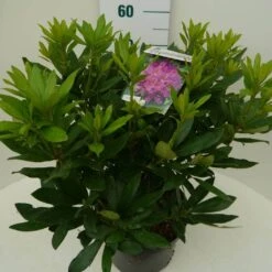 Rhododendron (Rhododendron 'Lee's Dark Purple') -Green Roots Exporteren Winkel lee s dark purple c7.5 zij