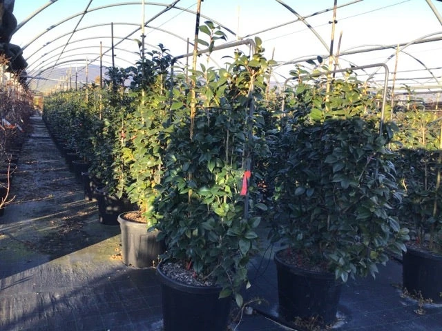 Camelia Als Leivorm (Camellia Japonica 'Black Lace') 3 Camelia Als Leivorm (Camellia Japonica 'Black Lace') - Afbeelding 3