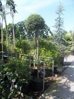 Bolliguster (Ligustrum Delavayanum) -Green Roots Exporteren Winkel ligustrum delavayanum 12 14ho cont 1