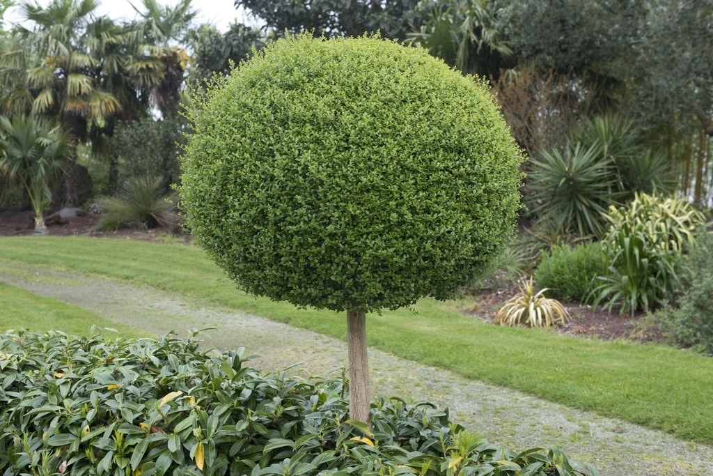 Bolliguster (Ligustrum Delavayanum) 1 Bolliguster (Ligustrum Delavayanum)