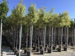 Liguster (Ligustrum 'Excelsum Superbum') -Green Roots Exporteren Winkel ligustrum jap excelsum superbum 8 10 c18