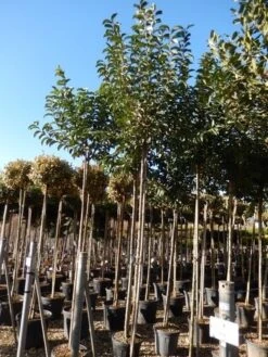 Liguster Als Boom (Ligustrum Japonicum) -Green Roots Exporteren Winkel ligustrum japonicum 10 12
