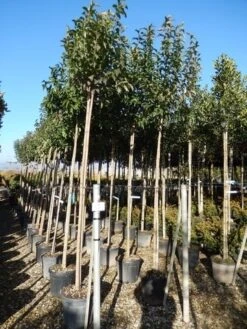 Liguster Als Boom (Ligustrum Japonicum) -Green Roots Exporteren Winkel ligustrum japonicum 10 12 2