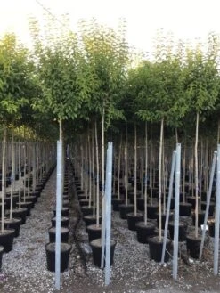 Liguster Als Boom (Ligustrum Japonicum) -Green Roots Exporteren Winkel ligustrum japonicum 10 12 c30 2