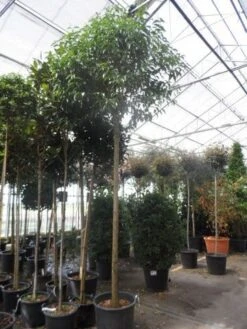 Liguster Als Boom (Ligustrum Japonicum) -Green Roots Exporteren Winkel ligustrum japonicum 16 18 20ho c70 1