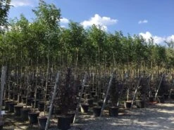 Liguster Als Boom (Ligustrum Japonicum) -Green Roots Exporteren Winkel ligustrum japonicum 8 10