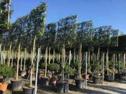 Liguster Als Leiboom (Ligustrum Japonicum) -Green Roots Exporteren Winkel ligustrum japonicum leiboom 16 18cm