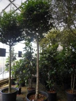 Liguster Op Stam (Ligustrum Japonicum 'Texanum') -Green Roots Exporteren Winkel ligustrum japonicum texanum 20 25ho c130