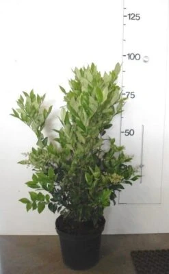 Texaanse Liguster/Liguster (Ligustrum Texanum 'Silver Star') -Green Roots Exporteren Winkel ligustrum texanum c10