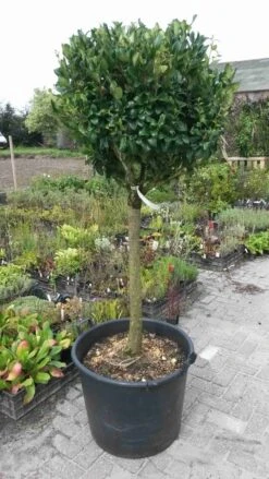 Liguster Op Stam (Ligustrum Japonicum 'Texanum') -Green Roots Exporteren Winkel ligustrum texanum extra groot