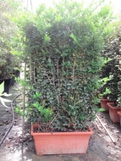 Liguster Als Leivorm (Ligustrum Japonicum 'Texanum') -Green Roots Exporteren Winkel ligustrum texanum leivorm 80x120 1