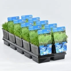 Grasplant (Lilaeopsis Brasiliensis) 7 Grasplant (Lilaeopsis Brasiliensis) -Green Roots Exporteren Winkel lilaeopsis brasiliensis 11x11 20180404095042