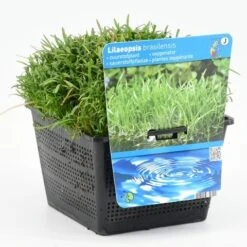 Grasplant (Lilaeopsis Brasiliensis)