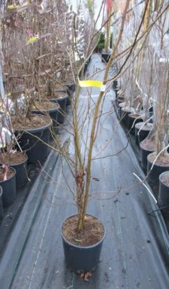 Meerstammige Amberboom (Liquidambar Styraciflua) -Green Roots Exporteren Winkel liquidambar 100 125 meerstammig