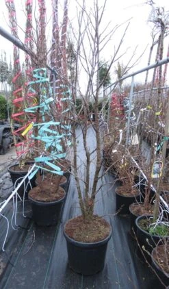 Meerstammige Amberboom (Liquidambar Styraciflua) -Green Roots Exporteren Winkel liquidambar 200 250 meerstammig
