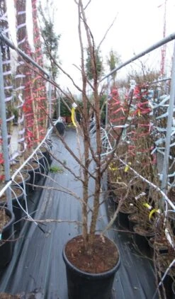Meerstammige Amberboom (Liquidambar Styraciflua) -Green Roots Exporteren Winkel liquidambar 200 250 meerstammig 2 1