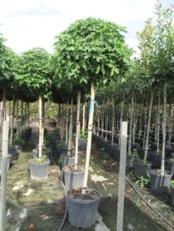 Amberboom Op Stam (Liquidambar 'Gum Ball') -Green Roots Exporteren Winkel liquidambar gum ball 150 cm stam 2