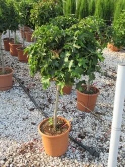 Amberboom Op Stam (Liquidambar 'Gum Ball') -Green Roots Exporteren Winkel liquidambar gum ball 80 cm stam 2