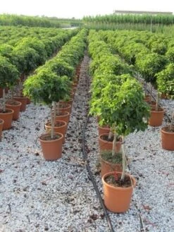 Amberboom Op Stam (Liquidambar 'Gum Ball') -Green Roots Exporteren Winkel liquidambar gum ball 80 cm stam 3