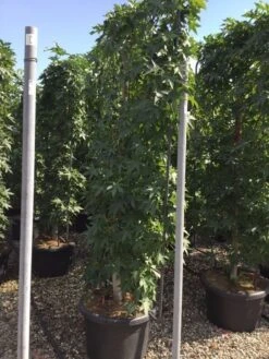Amberboom Als Leivorm (Liquidambar Styraciflua) -Green Roots Exporteren Winkel liquidambar lage leivorm c60 1
