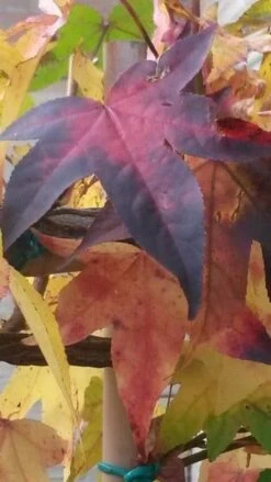 Amberboom Als Leivorm (Liquidambar Styraciflua) -Green Roots Exporteren Winkel liquidambar leiboom 2 2