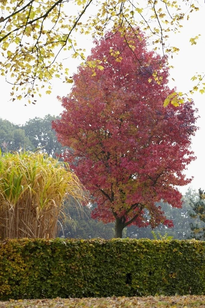 Amberboom (Liquidambar Styraciflua 'Worplesdon') 1 Amberboom (Liquidambar Styraciflua 'Worplesdon')
