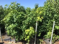 Meerstammige Amberboom (Liquidambar Styraciflua) -Green Roots Exporteren Winkel liquidambar styraciflua 100 125cm meerstammig 1