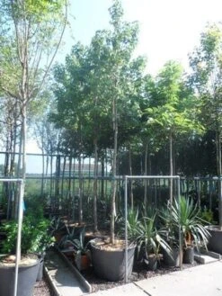 Amberboom (Liquidambar Styraciflua) 29 Amberboom (Liquidambar Styraciflua) -Green Roots Exporteren Winkel liquidambar styraciflua 16 18ho cont