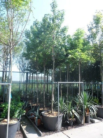 Amberboom (Liquidambar Styraciflua) 11 Amberboom (Liquidambar Styraciflua) - Afbeelding 11