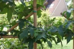 Amberboom Als Leivorm (Liquidambar Styraciflua) -Green Roots Exporteren Winkel liquidambar styraciflua 2 1