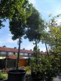 Amberboom (Liquidambar Styraciflua) 30 Amberboom (Liquidambar Styraciflua) -Green Roots Exporteren Winkel liquidambar styraciflua 40 45ho c1000