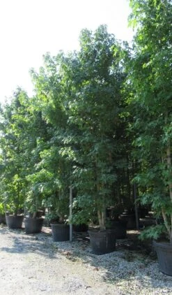 Meerstammige Amberboom (Liquidambar Styraciflua) -Green Roots Exporteren Winkel liquidambar styraciflua 500 550 meerstammig 3