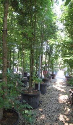 Meerstammige Amberboom (Liquidambar Styraciflua) -Green Roots Exporteren Winkel liquidambar styraciflua 500 550 meerstammig 6 1