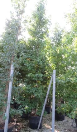 Meerstammige Amberboom (Liquidambar Styraciflua) -Green Roots Exporteren Winkel liquidambar styraciflua 500 550 meerstammig 9