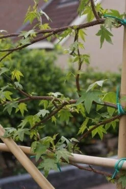 Amberboom Als Leiboom (Liquidambar Styraciflua) 21 Amberboom Als Leiboom (Liquidambar Styraciflua) -Green Roots Exporteren Winkel liquidambar styraciflua 5