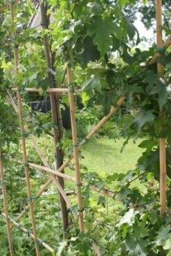 Amberboom Als Leivorm (Liquidambar Styraciflua) -Green Roots Exporteren Winkel liquidambar styraciflua 6 1