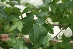 Amberboom Als Leivorm (Liquidambar Styraciflua) -Green Roots Exporteren Winkel liquidambar styraciflua 7 2